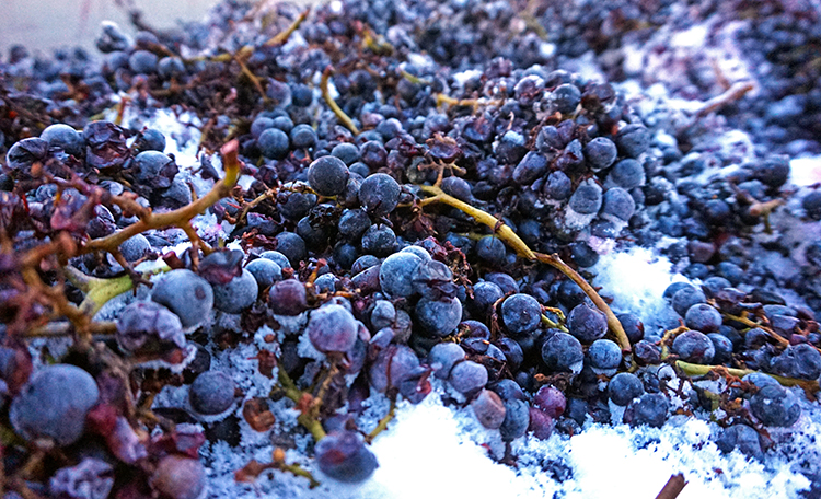 Frozen Cabernet Franc Grapes